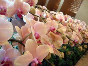 I love orchids, and they are everywhere!