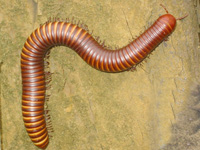 centipedes