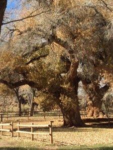 ADDC693D-2212-4637-ABA3-77BCB5D0D7F9